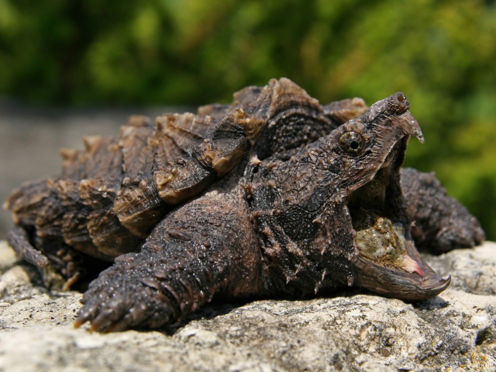 Rùa có cú đớp cá sấu (Macrochelys temminckii) là một trong những con rùa nước ngọt lớn nhất trên thế giới dựa trên trọng lượng, chúng có thể nặng gần 70kg. Loài này có vẻ ngoài xù xì giống như cá sấu, miệng nó được ngụy trang và có một phần phụ giống như con sâu trên đầu lưỡi để thu hút con mồi. Nó nằm hoàn toàn bất động, há miệng rộng, chờ đợi con mồi đến gần miệng và đớp nhanh với tốc độ đáng kinh ngạc.